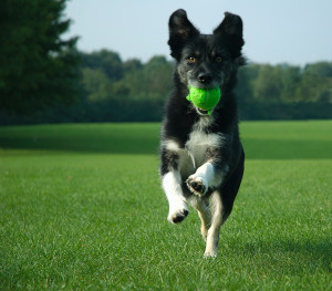 dog