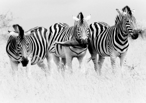 zebra zebras