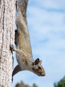 squirrel squirrels