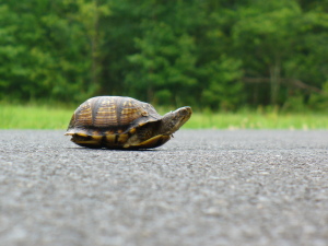 turtle slow road street