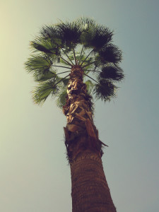 palm tree