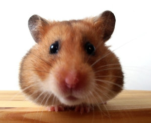 hamster