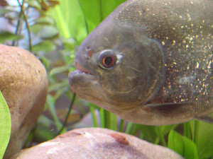 piranha